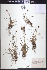 Luzula multiflora image