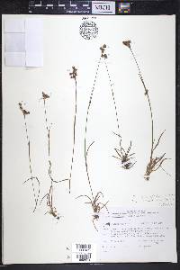 Luzula multiflora image