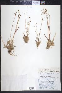 Luzula multiflora subsp. frigida image