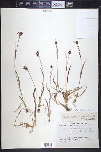 Luzula multiflora subsp. frigida image