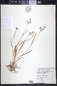 Luzula multiflora image