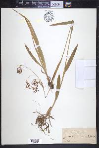 Luzula parviflora image