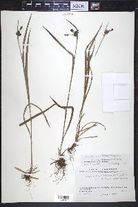 Luzula multiflora image