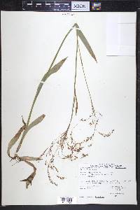 Luzula parviflora image