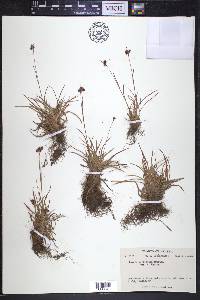 Luzula multiflora image