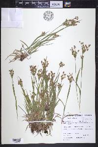 Luzula pallescens image