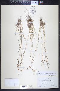 Luzula echinata var. mesochorea image