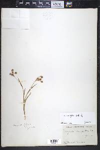 Luzula multiflora image