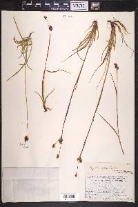 Luzula confusa image