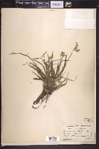 Luzula campestris image