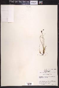 Luzula confusa image