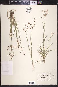 Luzula campestris image