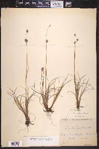 Luzula confusa image