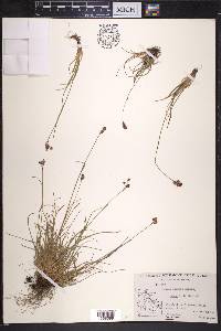 Luzula confusa image