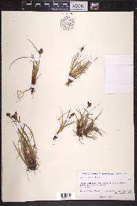 Luzula confusa image