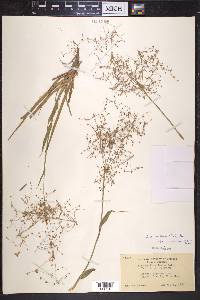 Luzula parviflora image