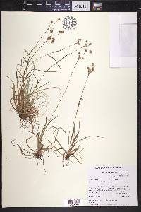 Luzula echinata image
