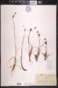 Luzula confusa image