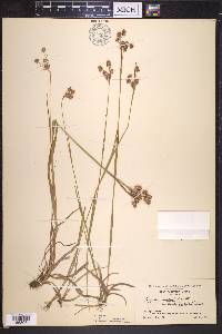 Luzula campestris image