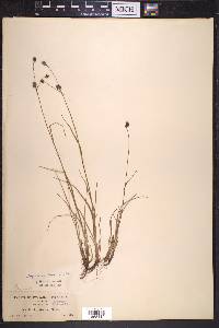 Luzula confusa image
