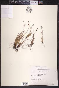 Luzula confusa image