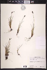 Luzula confusa image