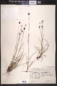 Luzula confusa image