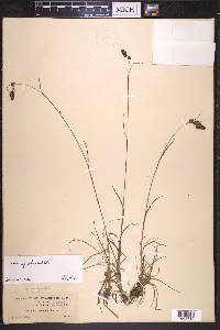 Luzula spicata image