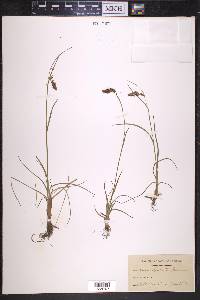 Luzula spicata image