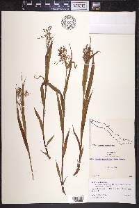 Luzula parviflora image