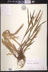 Luzula parviflora image