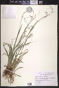 Luzula parviflora image
