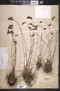 Luzula spicata image
