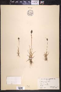 Luzula spicata image