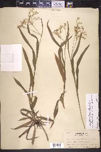 Luzula parviflora image