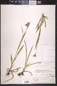 Luzula parviflora image