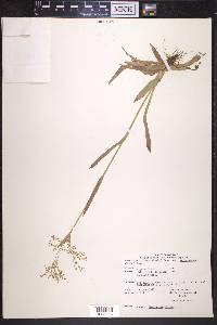 Luzula parviflora image