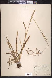 Luzula parviflora image