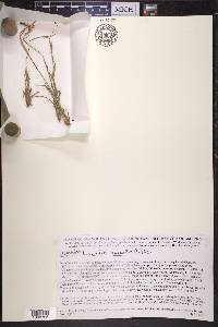 Luzula spicata image