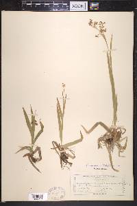 Luzula parviflora image