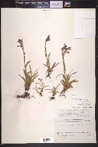 Luzula parviflora image