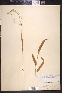 Luzula parviflora image