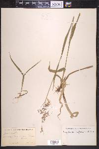 Luzula parviflora image