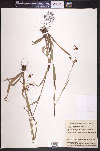 Luzula parviflora image