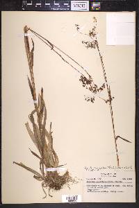 Luzula parviflora image