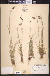 Luzula spicata image