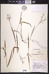 Luzula parviflora image