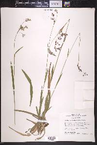 Luzula parviflora image