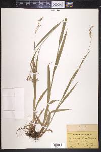 Luzula parviflora image
