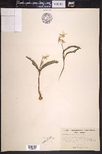 Erythronium purpurascens image